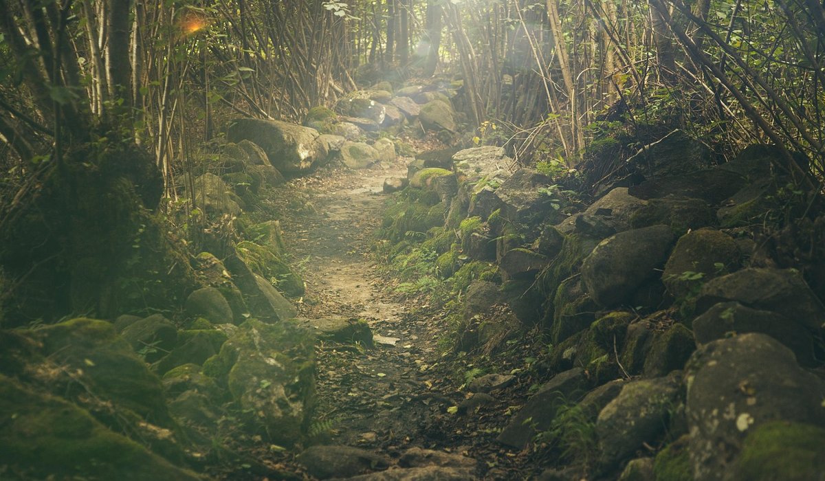 How to Find Secret Woodland Picnic Spots in Britain